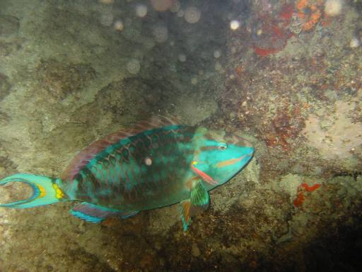 Redband Parrot fish