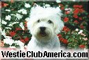 National Club Site