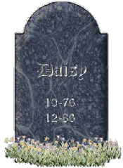 Daisy