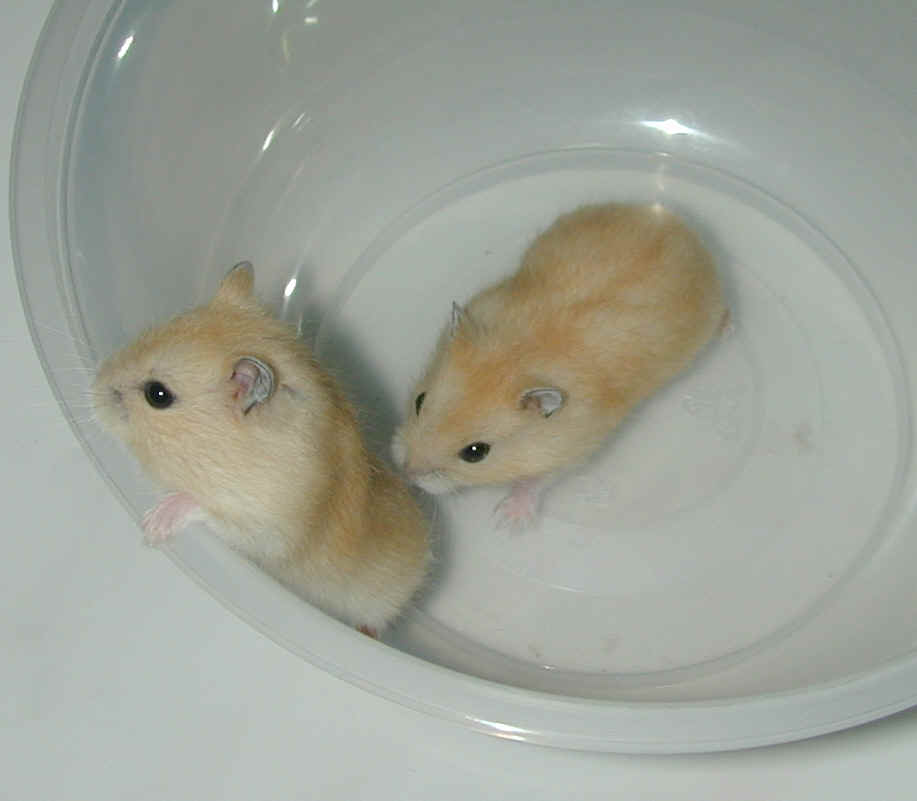 yellow pudding hamster