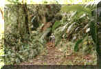 "Doris" in the jungle