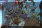 Wonderful corals