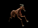 Grazer