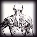anatomy