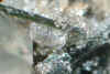 Actinolite.JPG (54917 bytes)