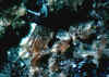 Allactite.JPG (37615 bytes)
