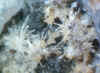 Aragonite.JPG (48714 bytes)