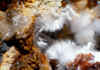 Aragonite xls 2.JPG (62791 bytes)