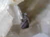 Brookite.JPG (355345 bytes)
