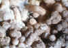 Calcite_Stalactitic.JPG (67506 bytes)