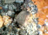 Cerrusite.JPG (66953 bytes)