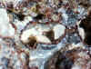 Charlesite.JPG (110134 bytes)
