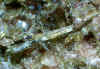 Epidote xls.JPG (77124 bytes)