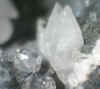 Fluorapophyllite.JPG (53692 bytes)
