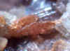 Friedelite.JPG (40495 bytes)