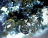 Green_Andradite.JPG (70252 bytes)
