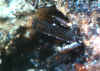 Hancockite.JPG (63451 bytes)