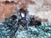 Hetaerolite.JPG (88768 bytes)