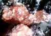 Hodgkinsonite.JPG (67936 bytes)