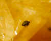 Kentrolite-Manganaxinite1.jpg (127088 bytes)