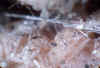 Manganese_Hoernesite-Chlorophoenicite.JPG (418779 bytes)