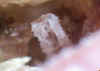 Marsturite_1a.JPG (40171 bytes)