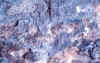 Parasymplesite.JPG (75135 bytes)