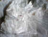 Picropharmacolite xls.JPG (55948 bytes)