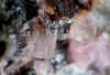 Rhodonite1.JPG (54915 bytes)