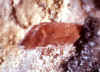 Sarkinite.JPG (467559 bytes)