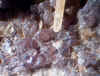 Tephroite.JPG (57107 bytes)
