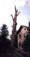 Tree1.jpg (56388 bytes)