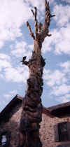 Tree2.jpg (79140 bytes)
