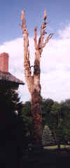 Tree5.jpg (37180 bytes)