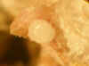 UK balls on Manganaxinite.JPG (336887 bytes)