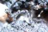 Unknown_on_Willemite.JPG (65905 bytes)