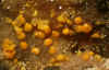 Zincite-Hodge-Het1.jpg (390647 bytes)
