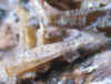 Zincite_Xls.JPG (36546 bytes)