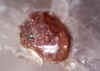 Zircon_xl.JPG (384693 bytes)