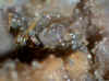fluorapatite xl dolomite.JPG (59277 bytes)