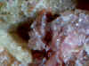 marsturite_2.JPG (72700 bytes)
