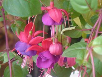 Brazilian Flowers
