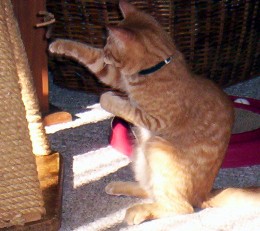 Kitty Boxing!