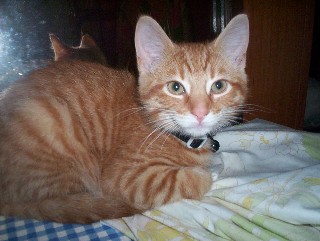 Hi, I'm Max!