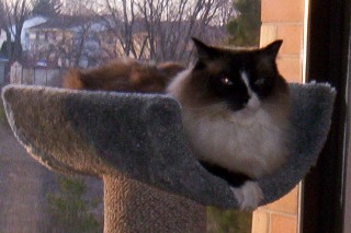 His Royal Highness - Sir Frosty Silkypaws