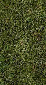 /user/grass.gif