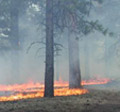 linked icon for Living With Fire info