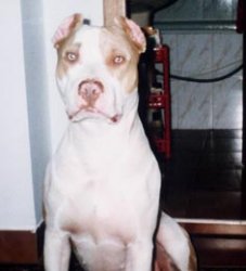 Alma