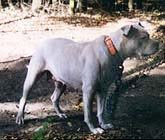 Dog Number One