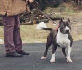 Dog Number Two
